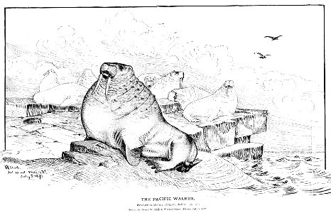 Pacific Walrus (Odobenus rosmarus divergens) photo