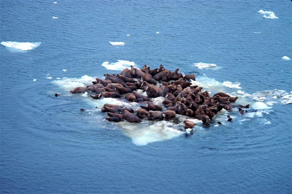 Walrus - Odobenus rosmarus divergens - hauled out on Bering Sea ice. Alaska, Bering Sea.