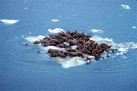 Walrus - Odobenus rosmarus divergens - hauled out on Bering Sea ice. Alaska, Bering Sea. photo