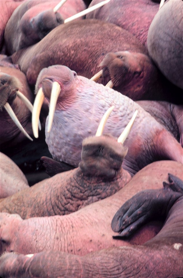 Walrus - Odobenus rosmarus divergens - on Bering Sea island. Alaska, Bering Sea, Round Island, 1979 September. photo