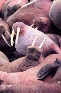 Walrus - Odobenus rosmarus divergens - on Bering Sea island. Alaska, Bering Sea, Round Island,
1979 September.
