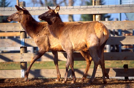 Elk from http://www.ars.usda.gov/is/graphics/photos/
Elk thumbnail
Image Number K8753-1

Bison and elk are the remaining reservoirs of brucellosis in the United States. RB51, the new vaccine that prot