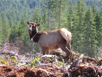 Image title: Elk with monitoring collar
Image from Public domain images website, http://www.public-domain-image.com/full-image/fauna-animals-public-domain-images-pictures/deers-public-domain-images-pi