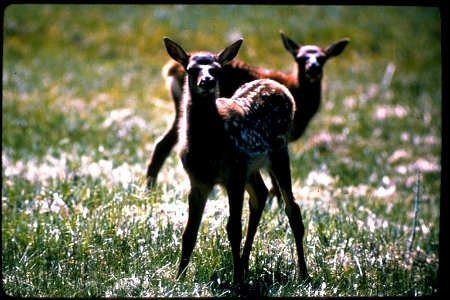 Established in 1872, Yellowstone National Park is America's first national park. Located in Wyoming, Montana, and Idaho, it is home to a large variety of wildlife including grizzly bears, wolves, biso