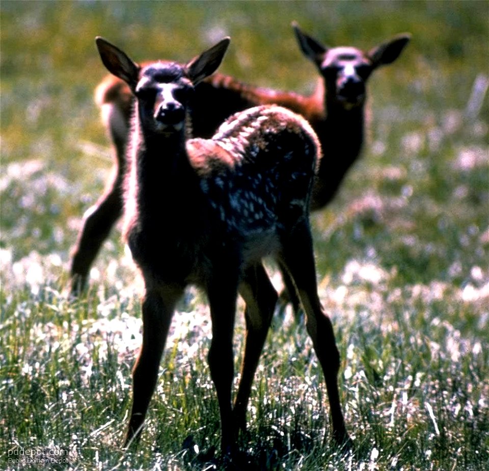 "DEER CUBS", otherwise known as "fawns"
Image title: Deer cubs
Image from Public domain images website, http://www.public-domain-image.com/full-image/fauna-animals-public-domain-images-pictures/deers-