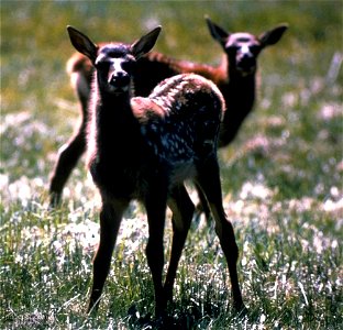 "DEER CUBS", otherwise known as "fawns"
Image title: Deer cubs
Image from Public domain images website, http://www.public-domain-image.com/full-image/fauna-animals-public-domain-images-pictures/deers-