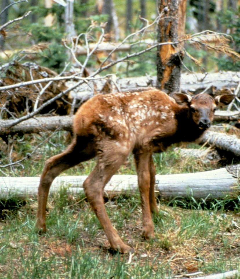 Elk Fawn in Grand Teton NP -NPS