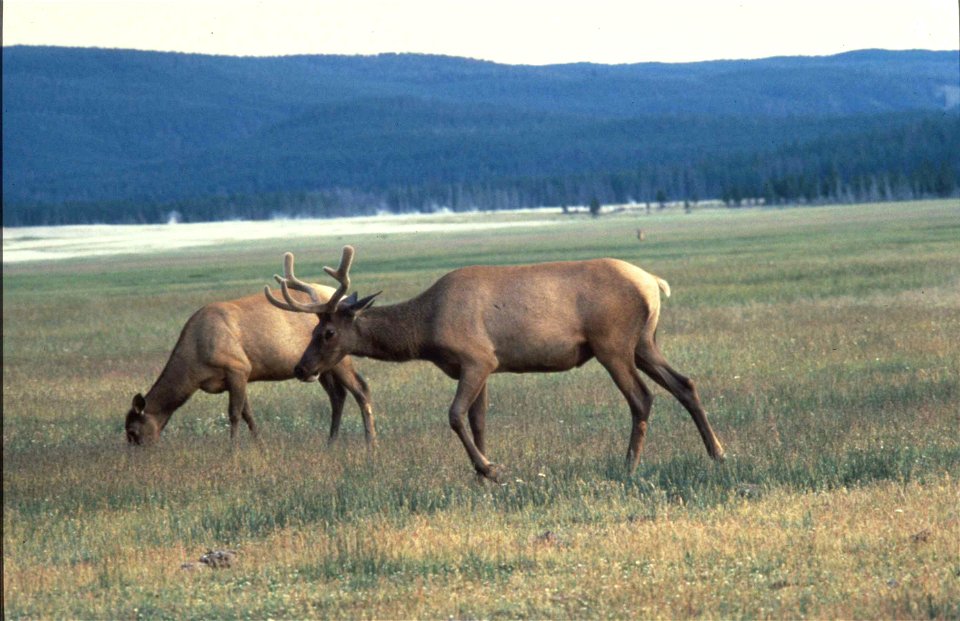 Image title: American elk cervus elaphus or wapiti deer
Image from Public domain images website, http://www.public-domain-image.com/full-image/fauna-animals-public-domain-images-pictures/deers-public-