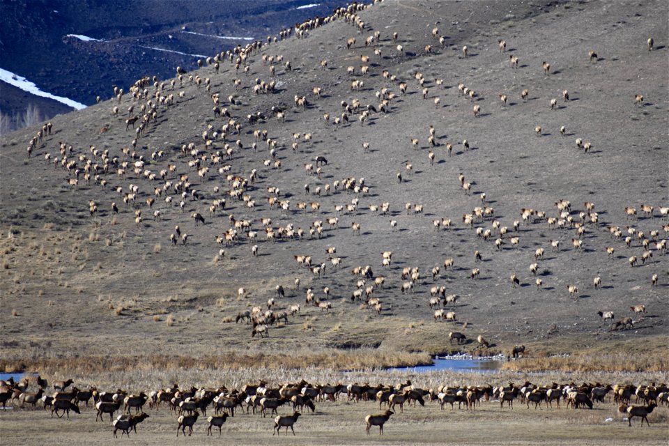 The National Elk Refuge is the winter home for 6,000-8,000 elk. During the spring nearly all of these elk will being migrating off of the National Elk Refuge into areas of Grand Teton National Park an