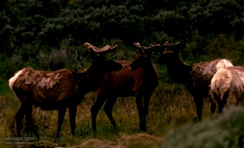 Image title: American mountain deer (Cervus canadensis)
Image from Public domain images website, http://www.public-domain-image.com/full-image/fauna-animals-public-domain-images-pictures/deers-public-
