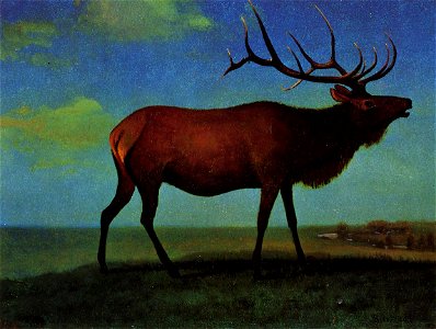 Bull Elk photo