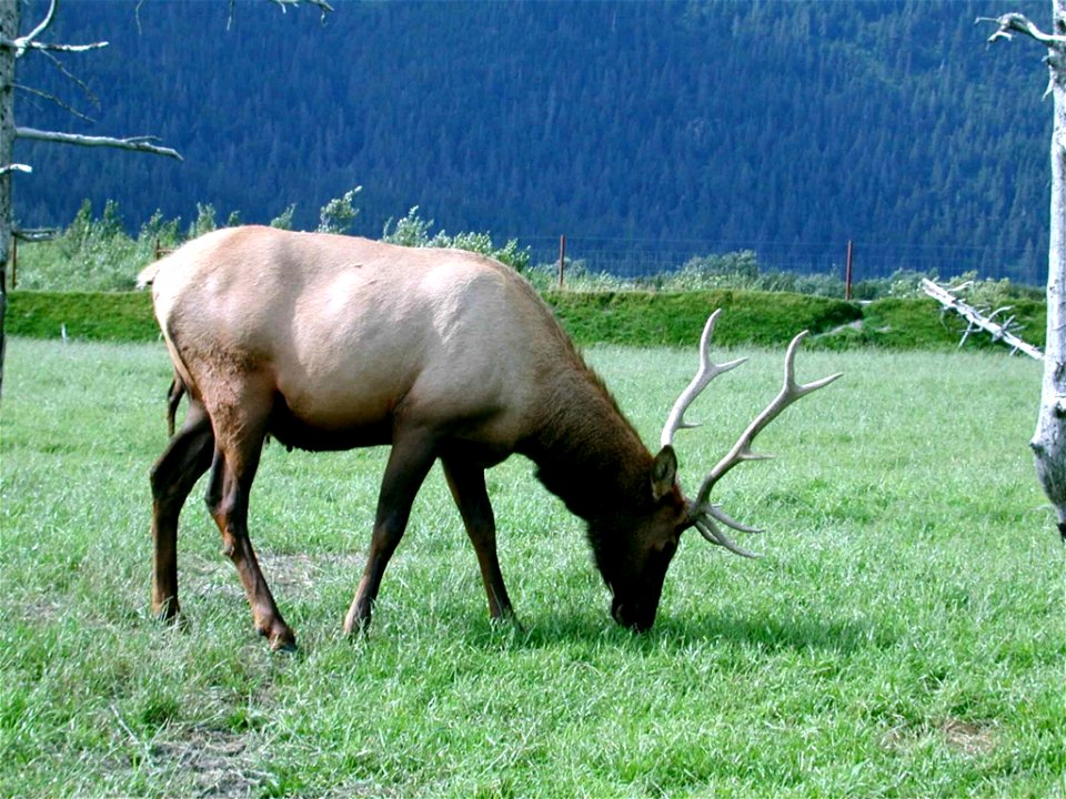 Image title: Big male elk animal mammal
Image from Public domain images website, http://www.public-domain-image.com/full-image/fauna-animals-public-domain-images-pictures/deers-public-domain-images-pi