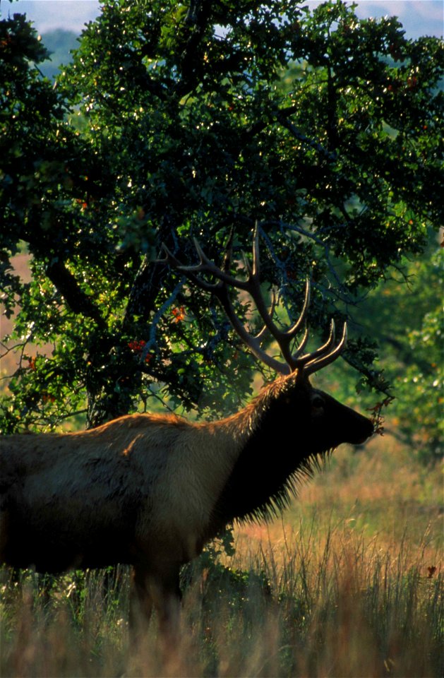 Image title: Bull elk in a forested area on the wichita mountains wildlife refuge
Image from Public domain images website, http://www.public-domain-image.com/full-image/fauna-animals-public-domain-ima