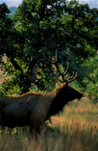 Image title: Bull elk in a forested area on the wichita mountains wildlife refuge
Image from Public domain images website, http://www.public-domain-image.com/full-image/fauna-animals-public-domain-ima