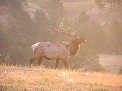 Bull Elk in the Sun photo