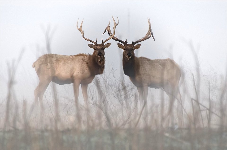 ...to stare down a visitor in this late February photo at San Luis National Wildlife Refuge in CA.

Photo: Howard Ignatius, Creative Commons