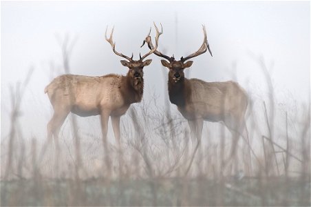 ...to stare down a visitor in this late February photo at San Luis National Wildlife Refuge in CA.

Photo: Howard Ignatius, Creative Commons