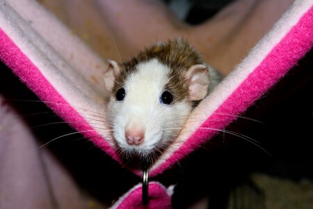 Hammock rodent pet photo