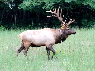 A bull elk (Cervus canadensis) in the Cataloochee Valley of the Great Smoky Mountains National Park in North Carolina. This elk is part of a herd which was transplanted to Cataloochee in 2001. photo