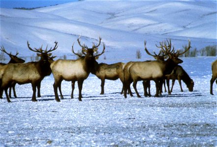 Image title: Bull elks on snow
Image from Public domain images website, http://www.public-domain-image.com/full-image/fauna-animals-public-domain-images-pictures/deers-public-domain-images-pictures/mo