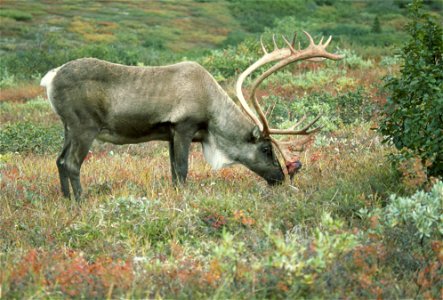 Image title: Close view of an elk (Cervus canadensis) grazing among wildflowers Image from Public domain images website, http://www.public-domain-image.com/full-image/fauna-animals-public-domain-image photo