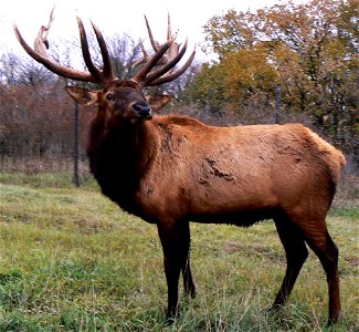 Bull Elk (Cervus canadensis) photo