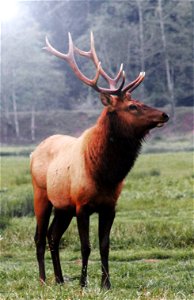 Join us at the BLM's Coos Bay District where we're getting some amazing photos of Roosevelt elk in the wild!
The Dean Creek Elk Viewing Area is the year-round residence for a herd of about 100 Rooseve