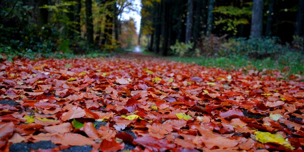 Forest autumn mood landscape photo
