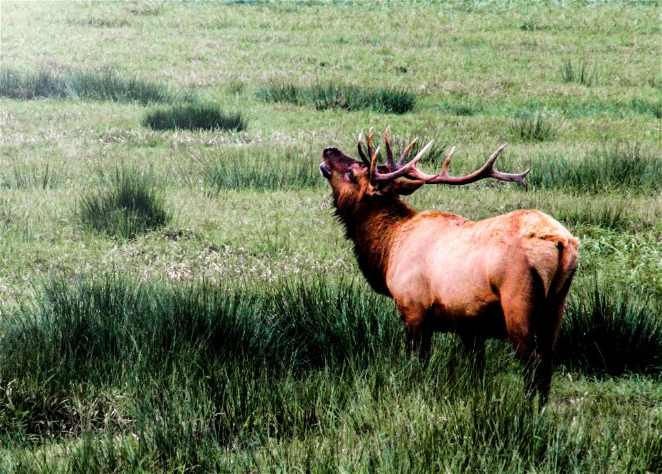 Join us at the BLM's Coos Bay District where we're getting some amazing photos of Roosevelt elk in the wild!
The Dean Creek Elk Viewing Area is the year-round residence for a herd of about 100 Rooseve