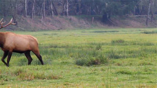 Join us at the BLM's Coos Bay District where we're getting some amazing photos of Roosevelt elk in the wild!
The Dean Creek Elk Viewing Area is the year-round residence for a herd of about 100 Rooseve