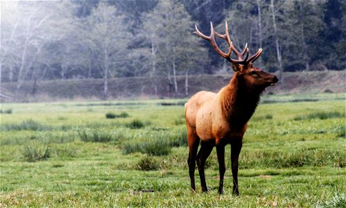 Join us at the BLM's Coos Bay District where we're getting some amazing photos of Roosevelt elk in the wild!
The Dean Creek Elk Viewing Area is the year-round residence for a herd of about 100 Rooseve