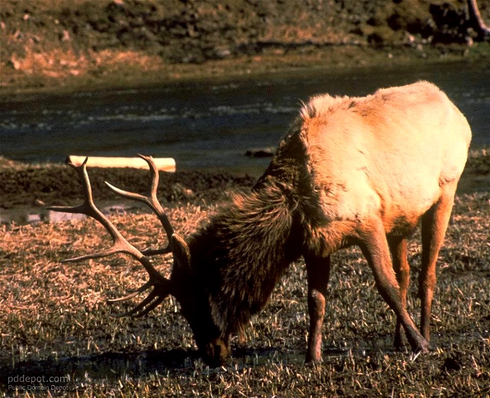 Image title: Male elk (Cervus canadensis) with big horns grazing grass
Image from Public domain images website, http://www.public-domain-image.com/full-image/fauna-animals-public-domain-images-picture