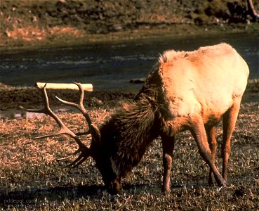Image title: Male elk (Cervus canadensis) with big horns grazing grass
Image from Public domain images website, http://www.public-domain-image.com/full-image/fauna-animals-public-domain-images-picture