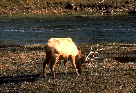 Image title: Deer on river Image from Public domain images website, http://www.public-domain-image.com/full-image/fauna-animals-public-domain-images-pictures/deers-public-domain-images-pictures/deer-o photo