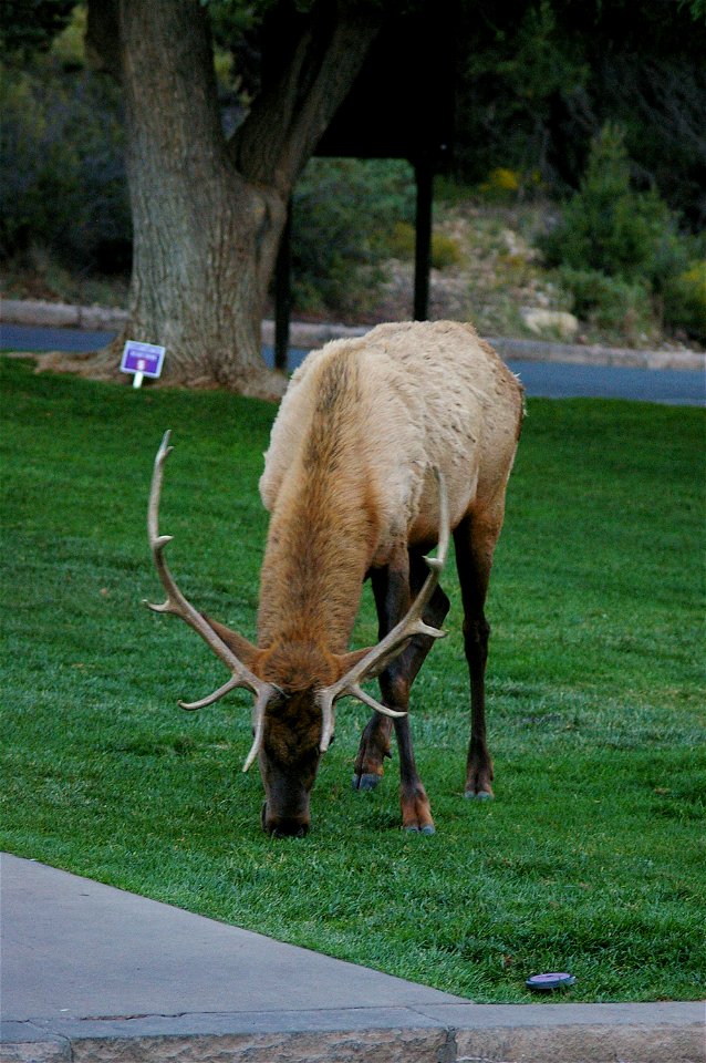 Elk at El Tovar, Grand Canyon, AZ