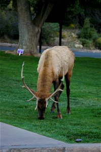 Elk at El Tovar, Grand Canyon, AZ photo