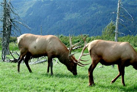 Image title: Elk bulls grazing Image from Public domain images website, http://www.public-domain-image.com/full-image/fauna-animals-public-domain-images-pictures/deers-public-domain-images-pictures/mo photo