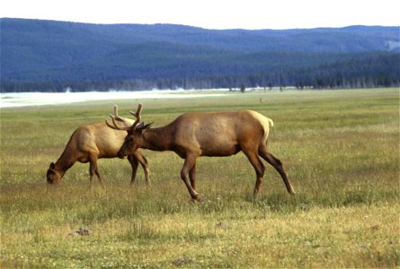 Image title: Elk mammal on grass Image from Public domain images website, http://www.public-domain-image.com/full-image/fauna-animals-public-domain-images-pictures/deers-public-domain-images-pictures/ photo