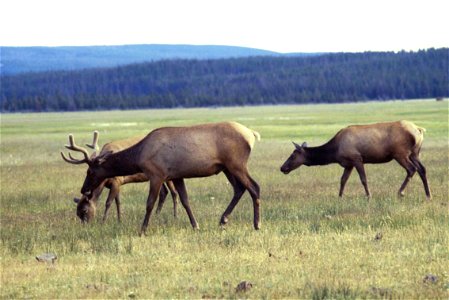 Image title: Elk mammals in wild Image from Public domain images website, http://www.public-domain-image.com/full-image/fauna-animals-public-domain-images-pictures/deers-public-domain-images-pictures/ photo