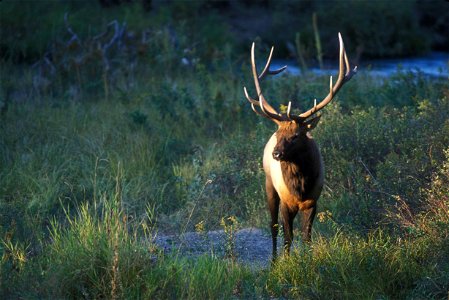 Image title: Elk standing in grassy field Image from Public domain images website, http://www.public-domain-image.com/full-image/fauna-animals-public-domain-images-pictures/deers-public-domain-images- photo