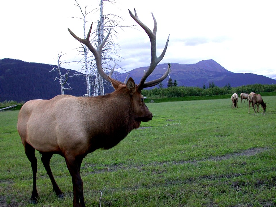 Bull elk on preserve inland from Anchorage.  Alaska South Central.