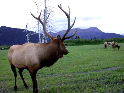 Bull elk on preserve inland from Anchorage. Alaska South Central. photo