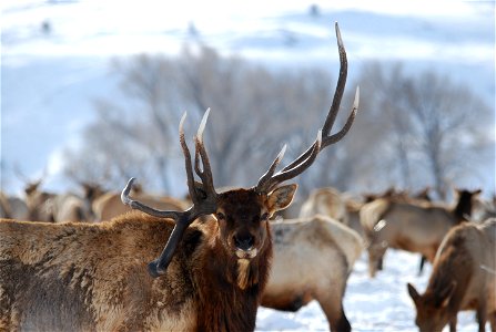 Elk antlers come in all shapes and sizes. Many factors can influence their growth and patterns. Credit: USFWS / Tony Hough, National Elk Refuge volunteer photo