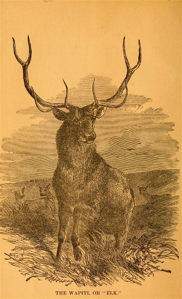 THE WAPITI, OR "ELK."