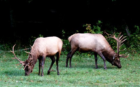 A pair of wild North American Elk (Cervus canadensis canadensis) bulls feeding along the edge of a field in the Cataloochee Valley of the Great Smoky Mountains National Park. These elk are part of a h photo