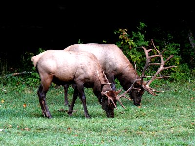 A pair of wild North American Elk (Cervus canadensis canadensis) bulls feeding along the edge of a field in the Cataloochee Valley of the Great Smoky Mountains National Park. These elk are part of a h photo
