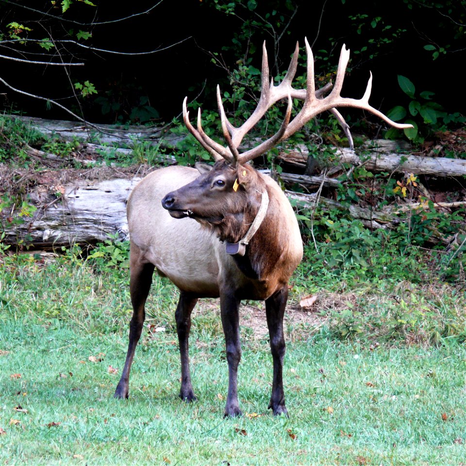 A wild North American Elk (Cervus canadensis canadensis) bull feeding along the edge of a field in the Cataloochee Valley of the Great Smoky Mountains National Park. This elk is part of a herd which w