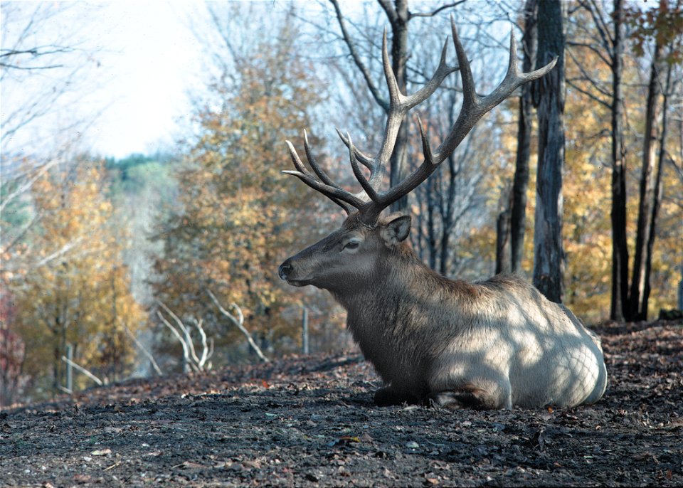 An elk at rest.