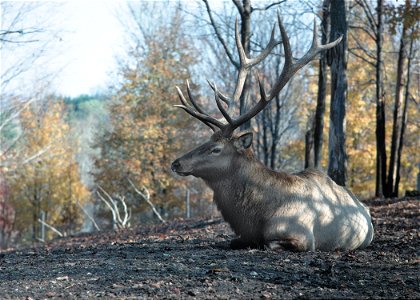 An elk at rest.