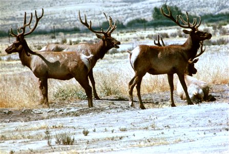 Image title: Tule elk ("Tule elk mammals cervus nannodes") from Public Domain Images photo